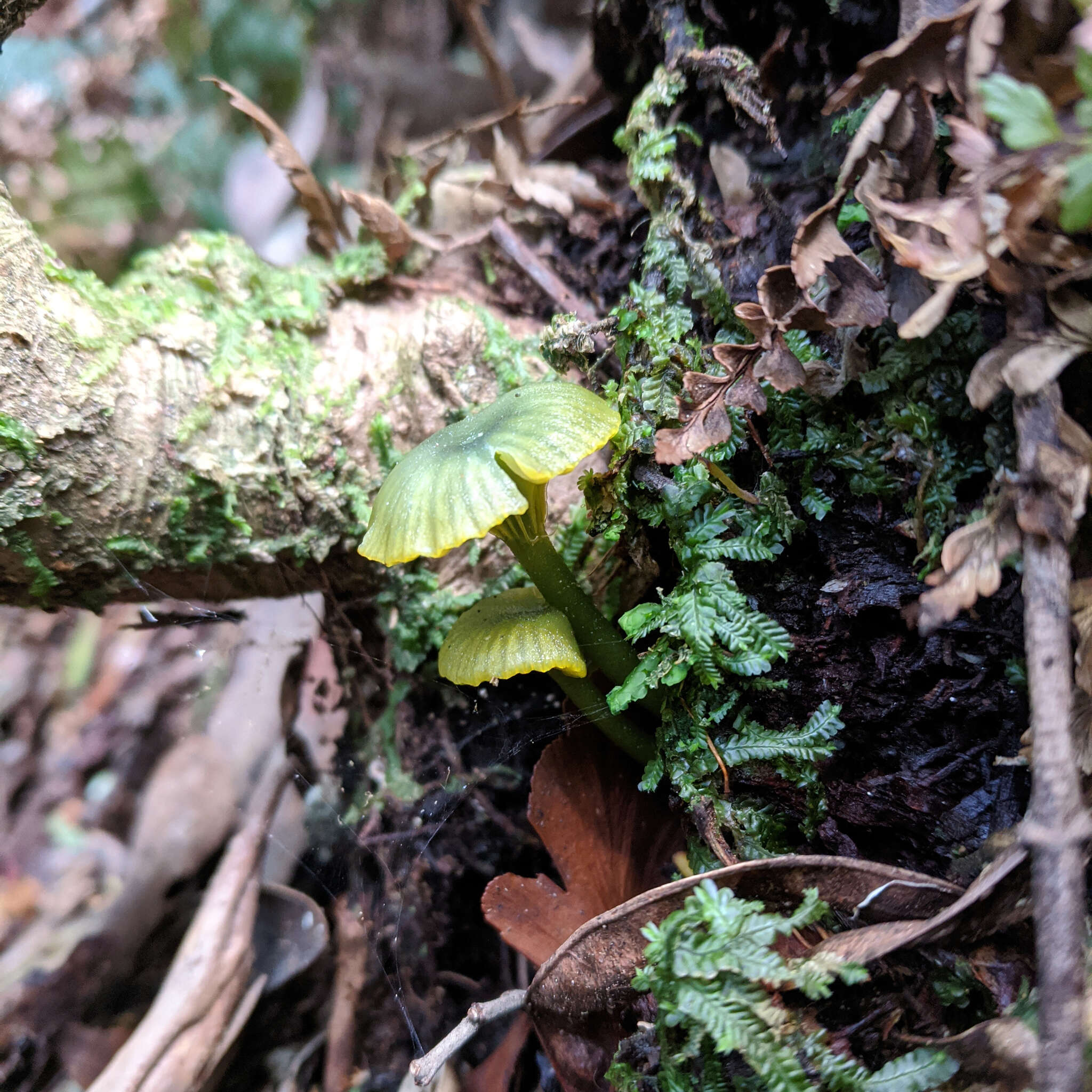 Image of Gliophorus pseudograminicolor (A. M. Young) P. M. Kirk 2013