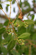 Image of Sonneratia caseolaris (L.) A. Engl.