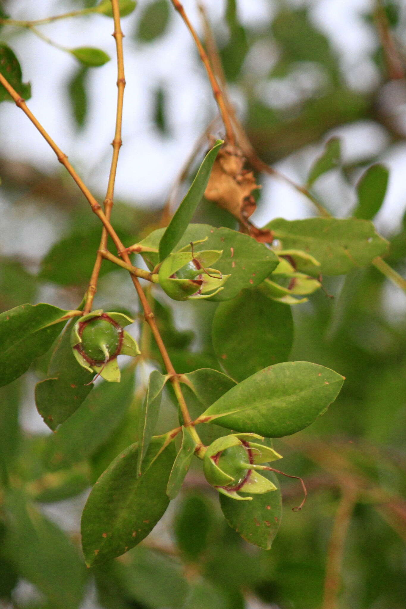 Image of Sonneratia caseolaris (L.) A. Engl.