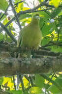 Image of Pin-tailed Green Pigeon