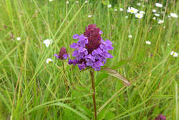 Prunella vulgaris subsp. vulgaris resmi