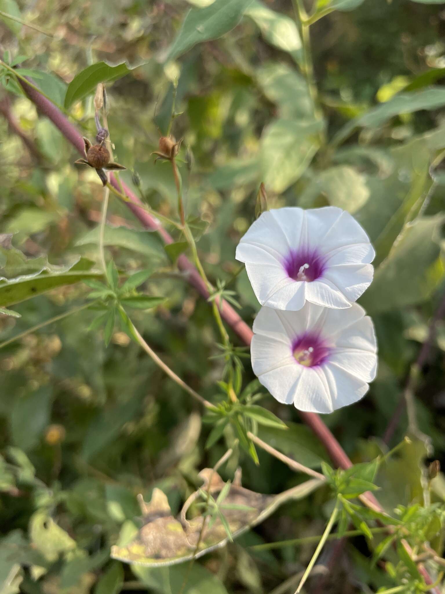 Sivun <i>Ipomoea <i>ternifolia</i></i> var. ternifolia kuva