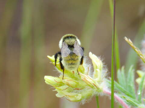 Image of Armenian Bumble Bee