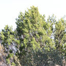 Image of Mallee Cypress-pine