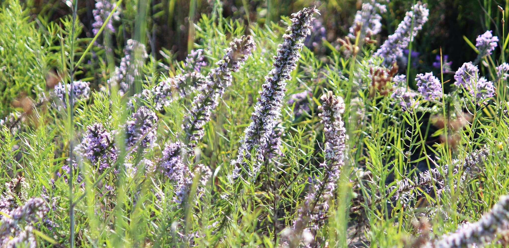 Image de Liatris carizzana (Gaiser) G. L. Nesom