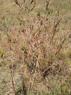 Image of longflower evening primrose