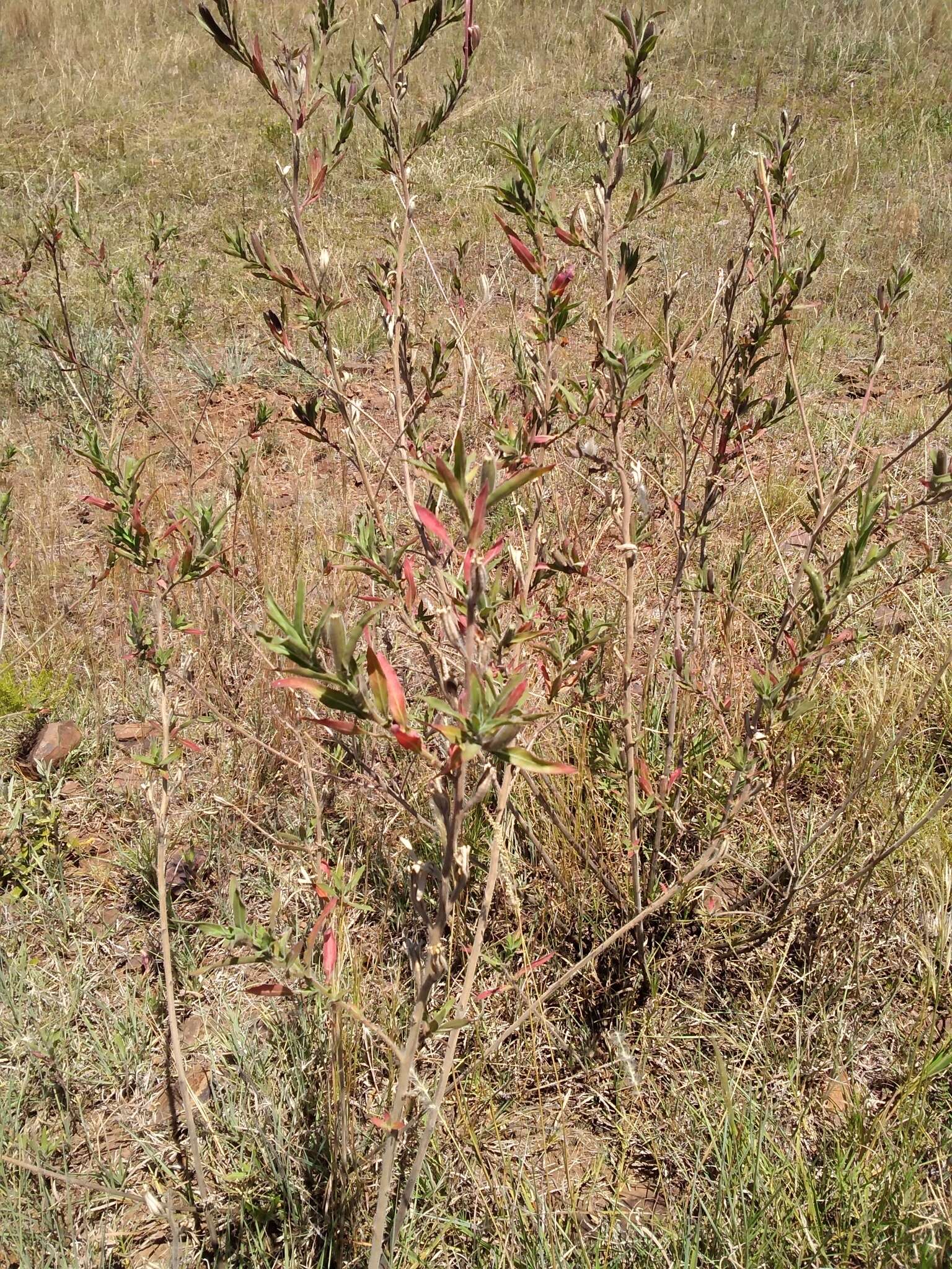 Oenothera affinis Camb. resmi