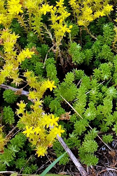 Слика од Sedum sexangulare L.