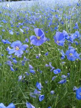 Image of common flax