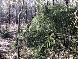 Image of Melaleuca irbyana R. T. Baker