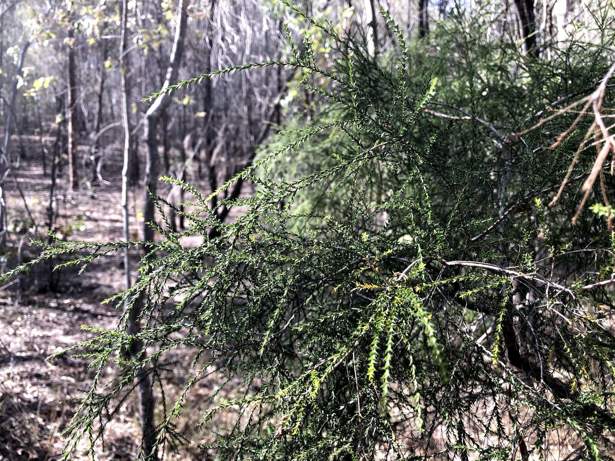 Image of Melaleuca irbyana R. T. Baker