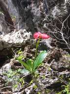 Imagem de Pachypodium windsorii Poiss.