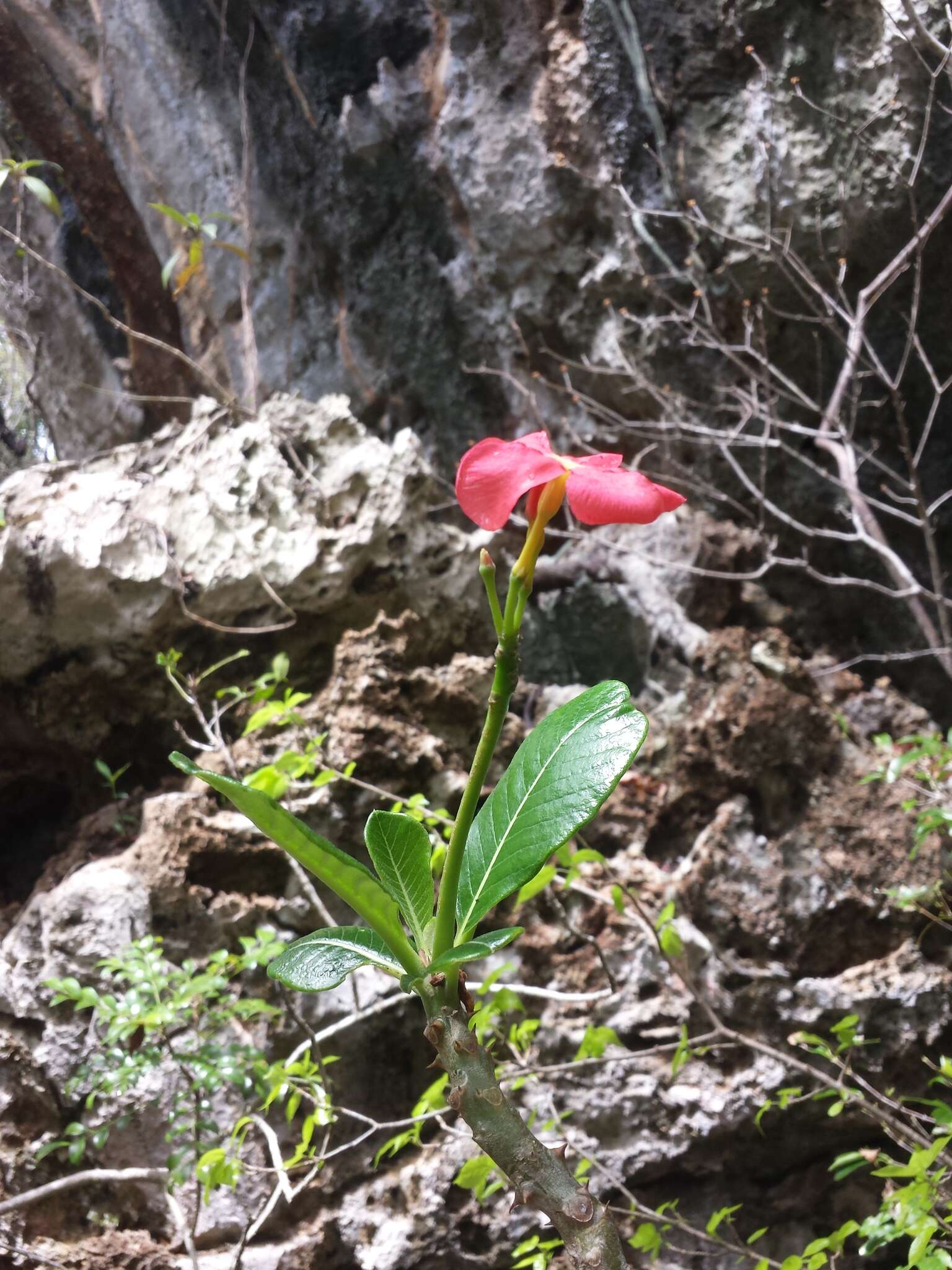 Image of Pachypodium windsorii Poiss.