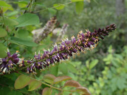 Imagem de Amorpha glabra Poir.