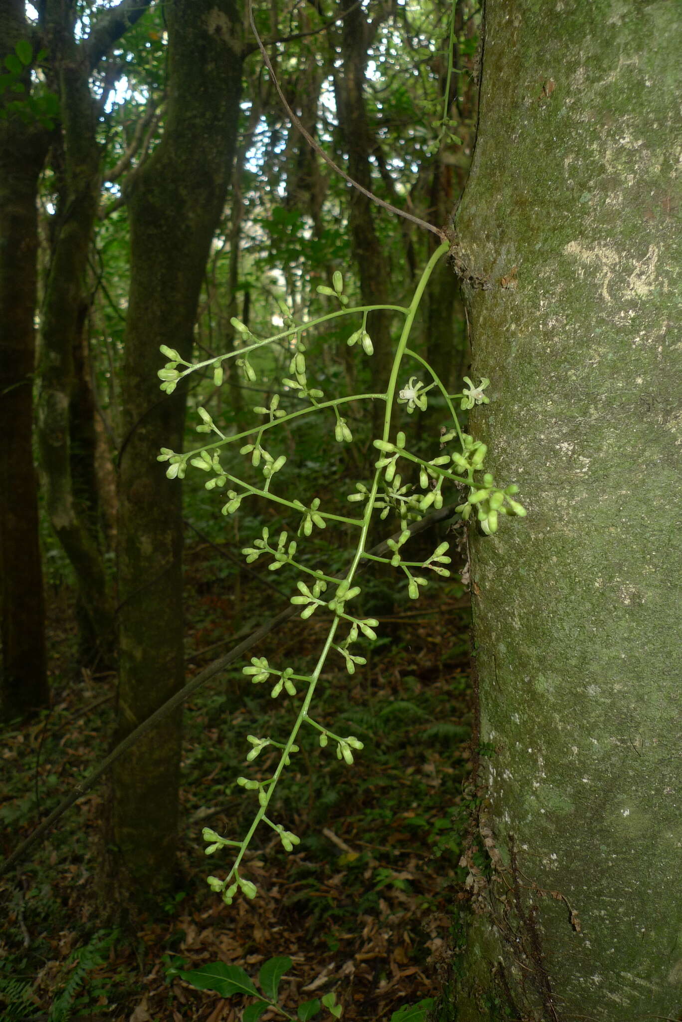 Dysoxylum spectabile (Forst. fil.) Hook. fil. resmi