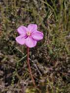 Image of Drosera cuneifolia L. fil.