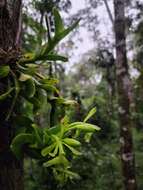 Image of Epidendrum difforme Jacq.