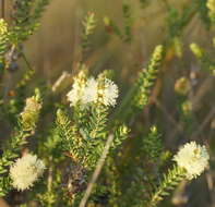 Image of bottlebrush teatree