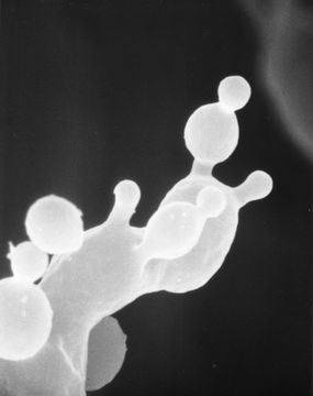 Image of <i>Tieghemiomyces californicus</i> R. K. Benj. 1959