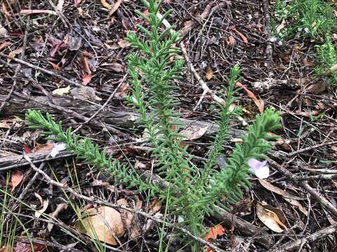 Image of Chloanthes