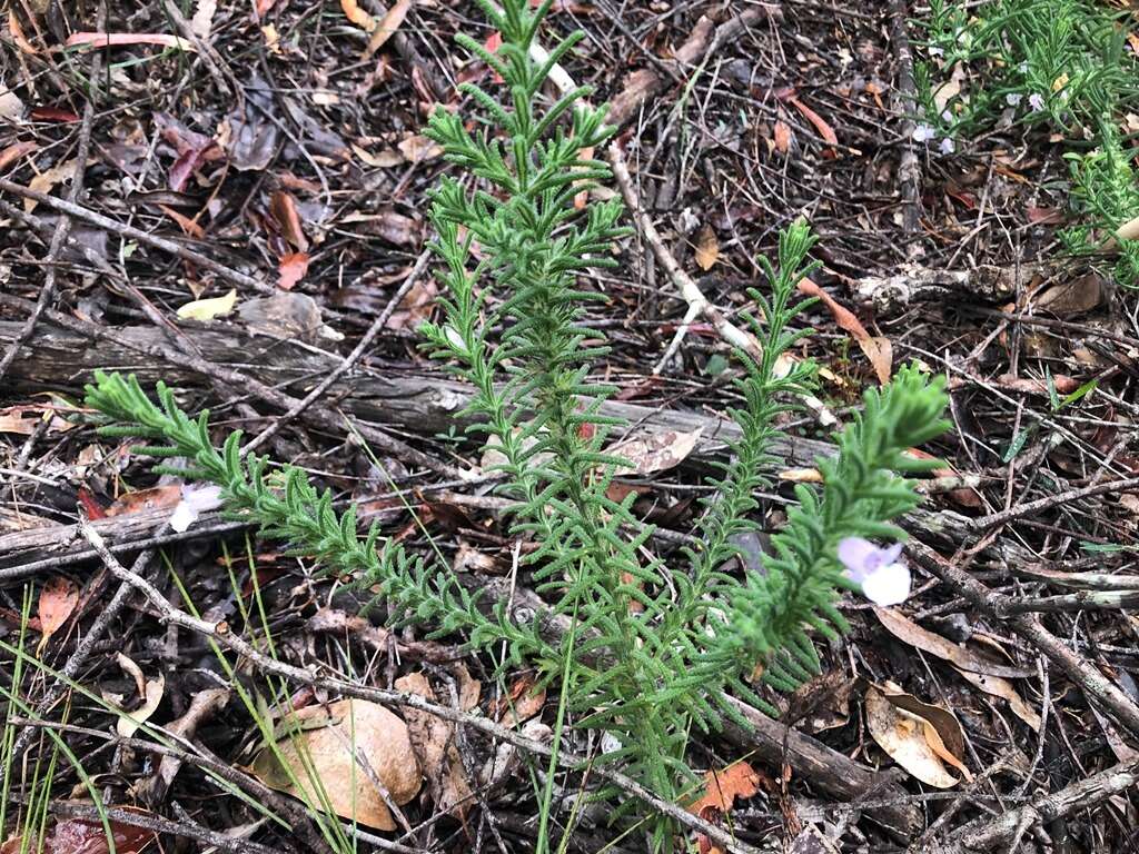 Image of Chloanthes