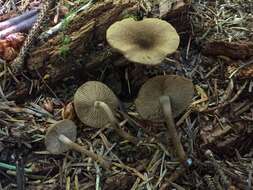 Inocybe lanuginosa (Bull.) P. Kumm. 1871 resmi