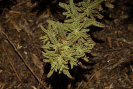 Image of Malesherbia ardens Macbride