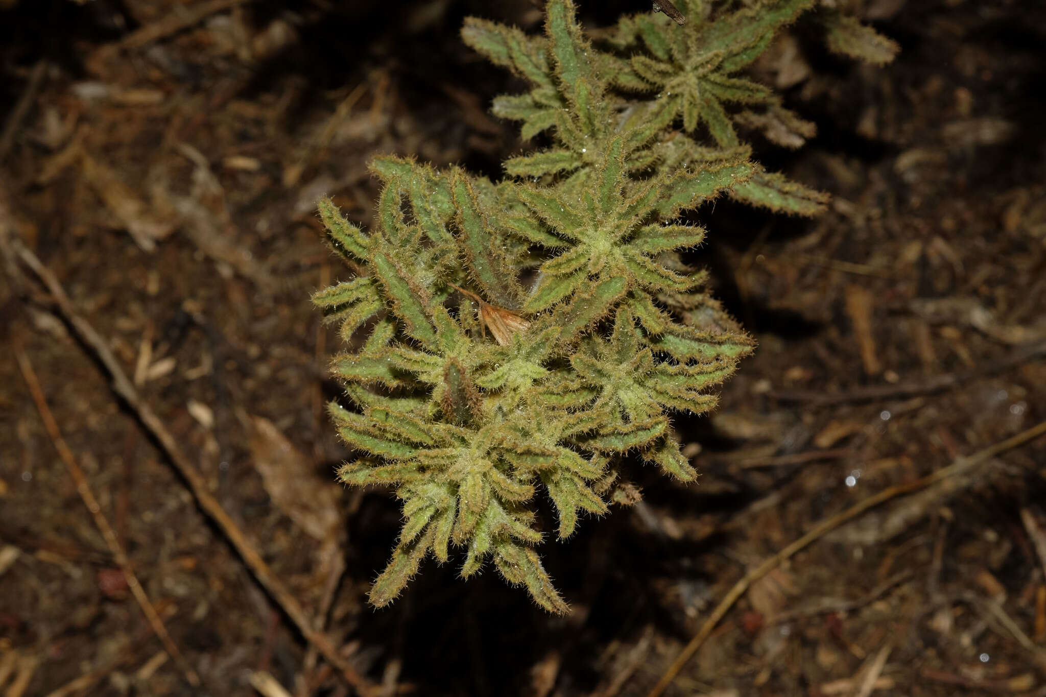 Image of Malesherbia ardens Macbride