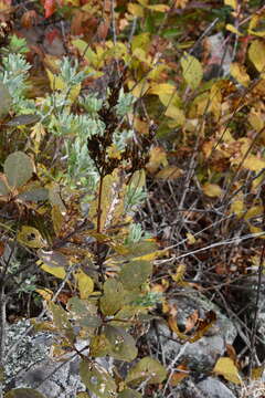 صورة Syringa villosa subsp. wolfii (C. K. Schneid.) Jin Y. Chen & D. Y. Hong