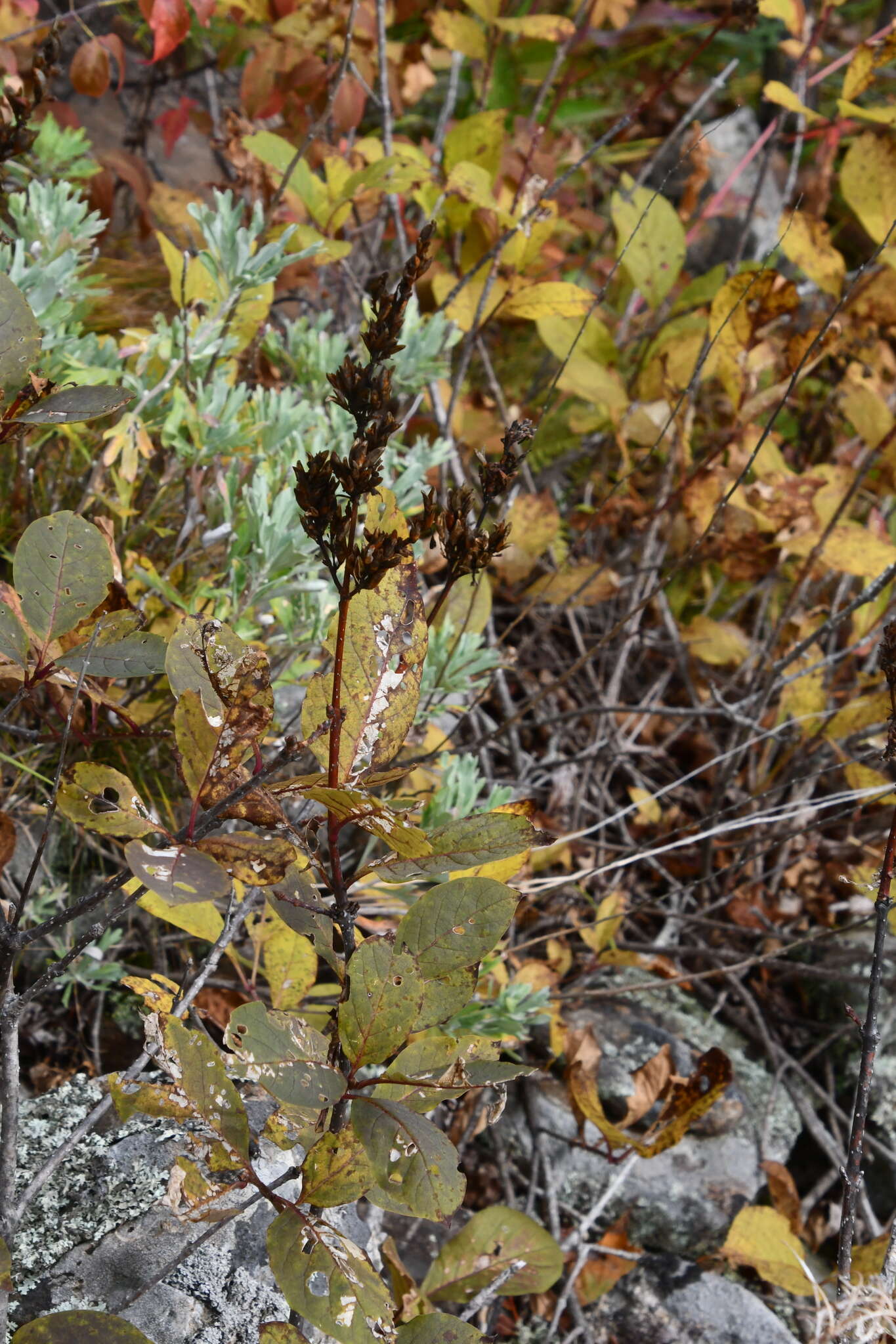 Image of Syringa villosa subsp. wolfii (C. K. Schneid.) Jin Y. Chen & D. Y. Hong