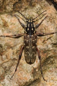 Image of <i>Xylotrechus rusticus</i>