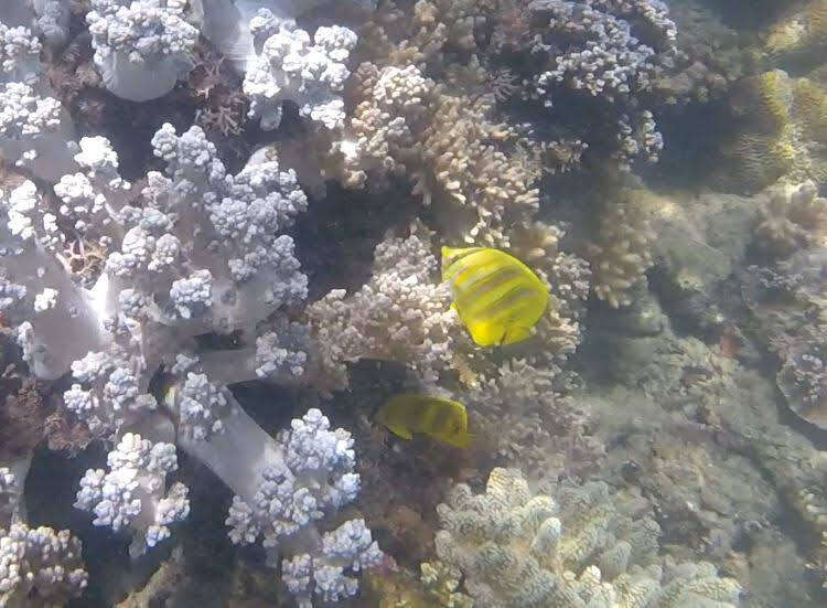 Image of Rainford's Butterflyfish