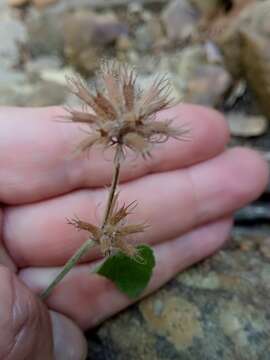 Clinopodium vulgare subsp. arundanum (Boiss.) Nyman resmi