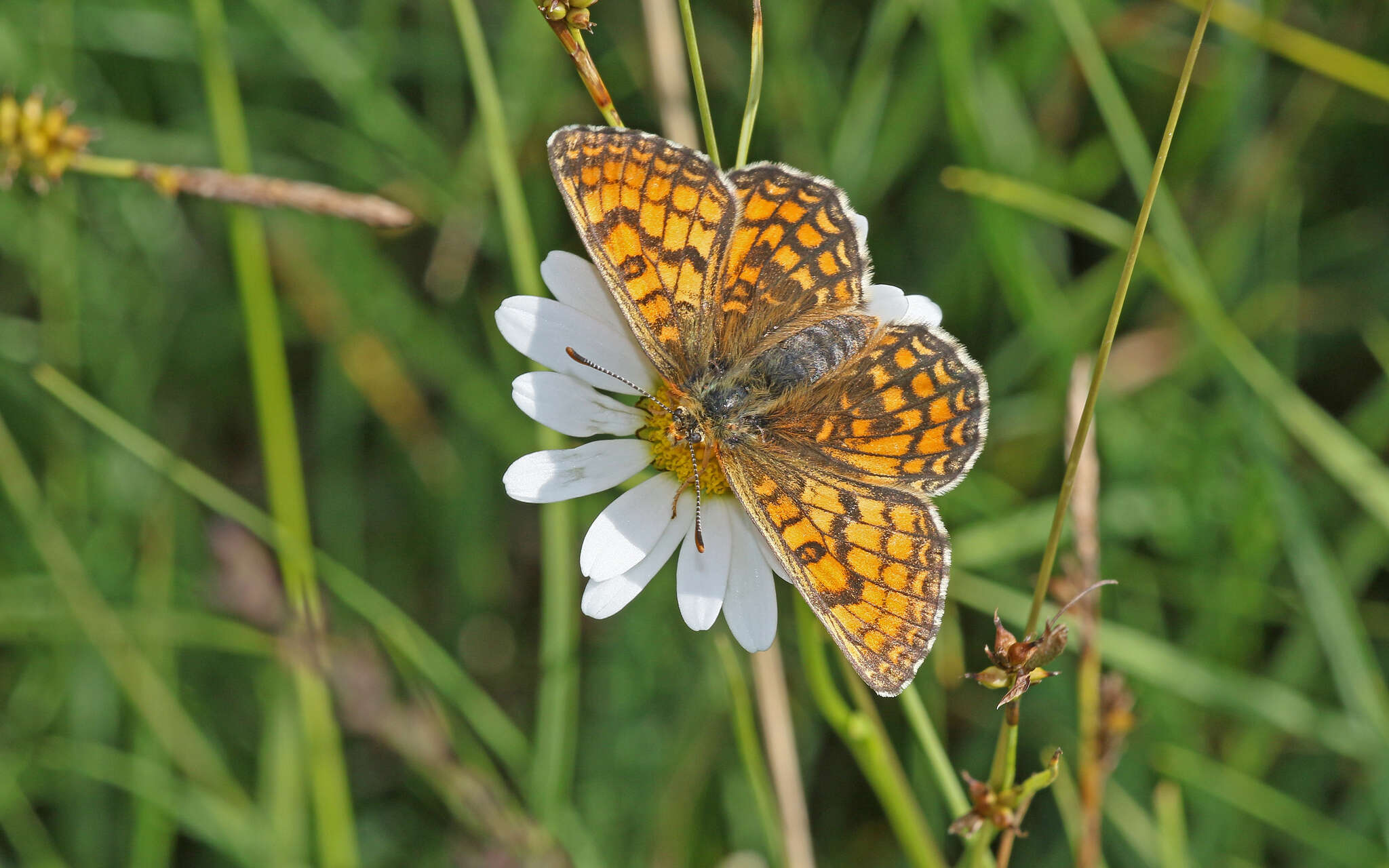 Imagem de <i>Melitaea parthenoides</i>