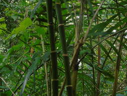 Image of Ivory cane palm