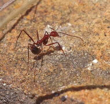 Image of Aphaenogaster swammerdami Forel 1886