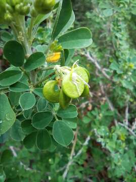 Imagem de Medicago arborea subsp. arborea