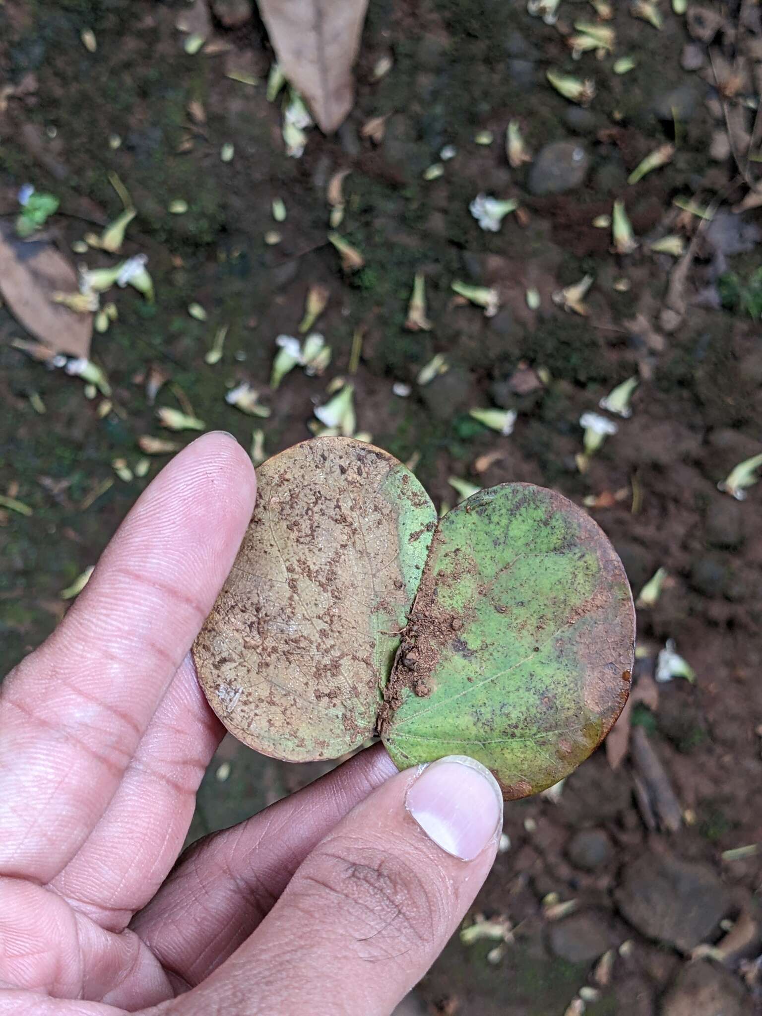 Imagem de Bauhinia malabarica Roxb.