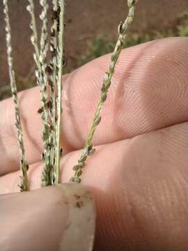 Image of Digitaria stricta Roth