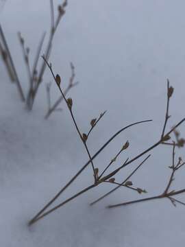 Image of brownfruit rush