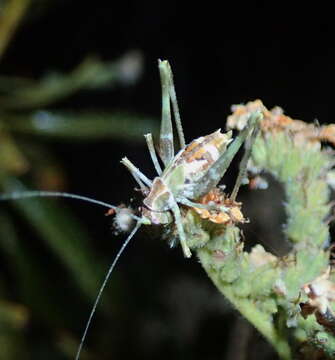 Image of Gemmate Bush Katydid