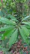 Image of Machilus japonica Sieb. & Zucc.