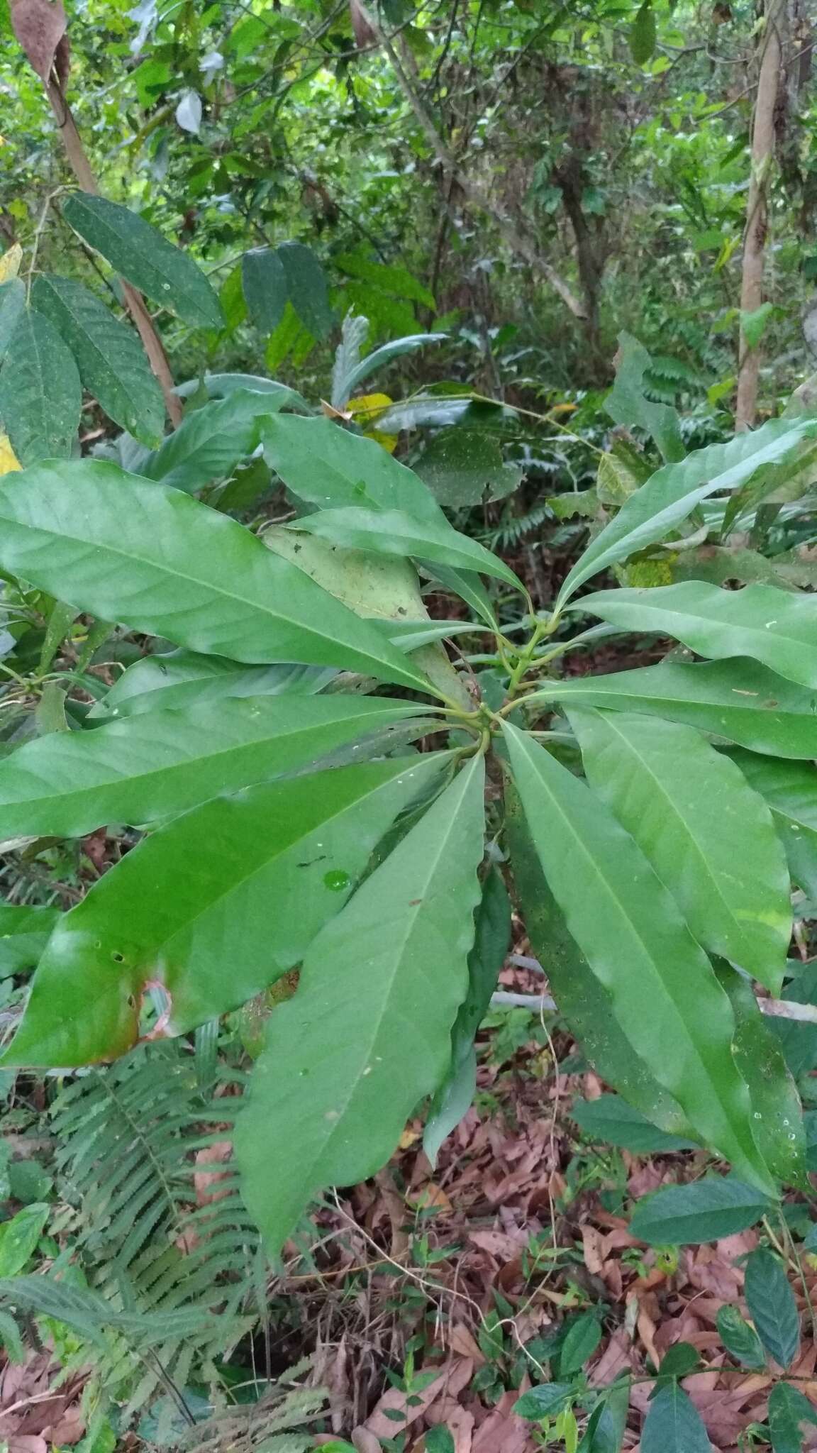 Plancia ëd Machilus japonica Sieb. & Zucc.