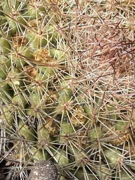 Image de Mammillaria brandegeei subsp. gabbii (J. M. Coult.) D. R. Hunt