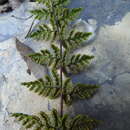 Image of Oeosporangium chusanum (Hook.) Fraser-Jenk.