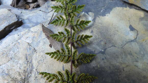 Sivun Oeosporangium chusanum (Hook.) Fraser-Jenk. kuva