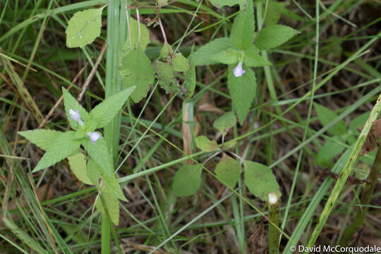 Image of Common hemp nettle