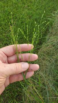 Panicum brachyanthum Steud. resmi