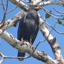 Image of Common Black Hawk