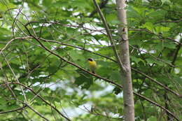 Image of Geothlypis trichas trichas (Linnaeus 1766)